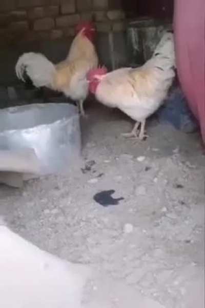 Don't mess with the cock