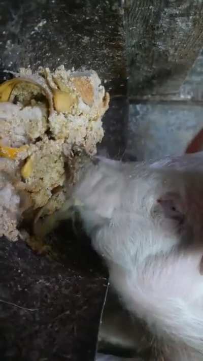 This pig doesn’t eat. He performs