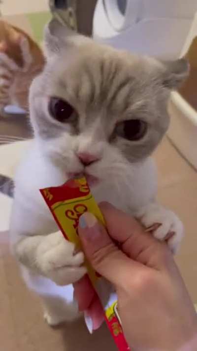 Cat.