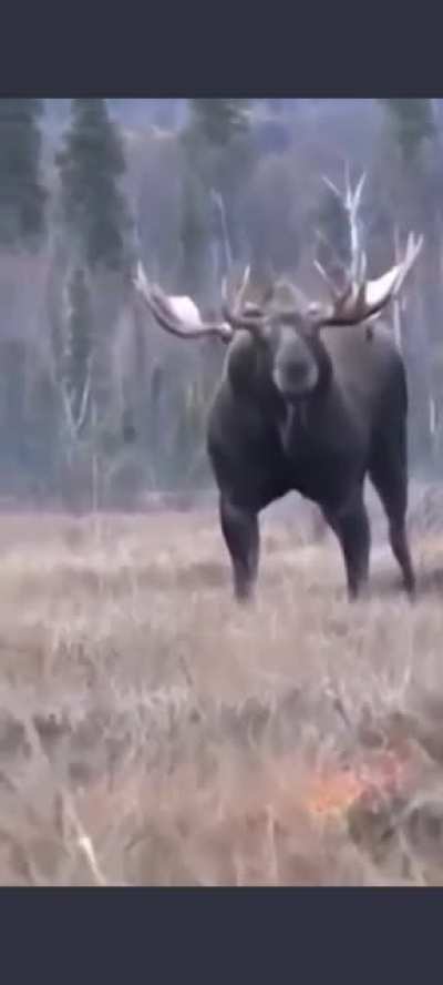 This Moose