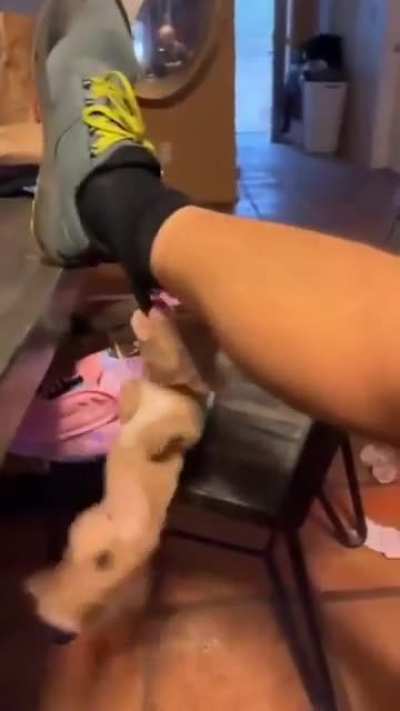 Being eaten while trying to eat