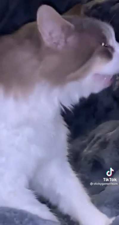 Чихающий кот