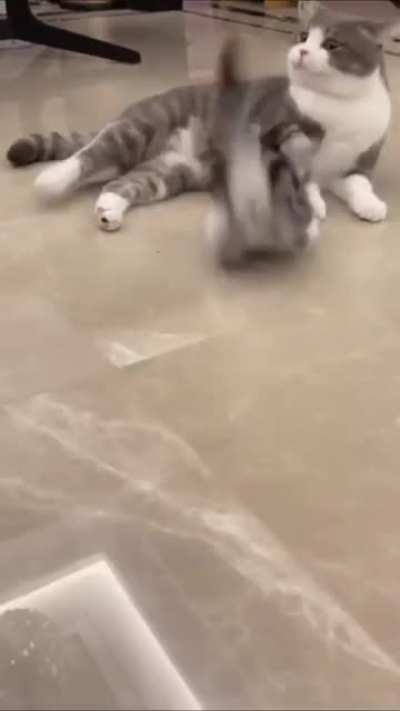 Hyper Zoomies