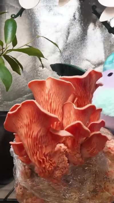 Pink Oyster Timelapse