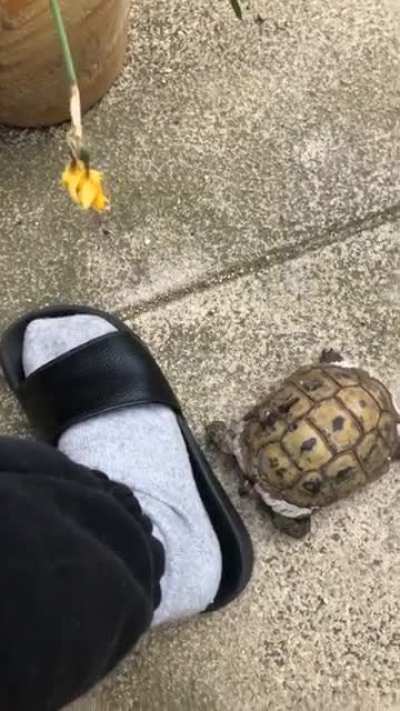 My little tortoise just loves head butting everything and anything