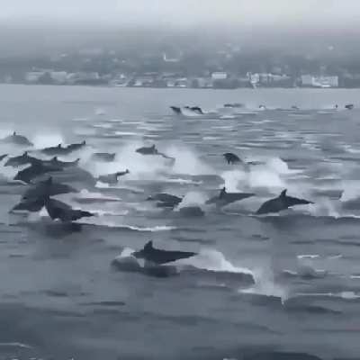 our dolphin people need us