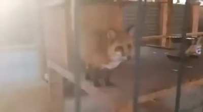 Perfectly cut foxxo