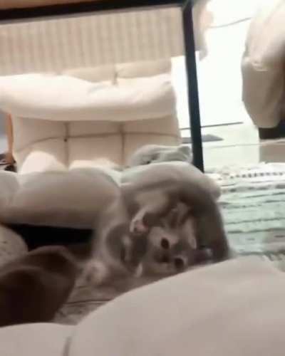 CatFlip
