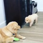 Puppy Stealth training