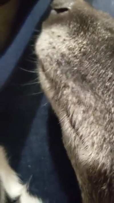 Greyhound noises