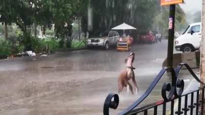 Funny dog