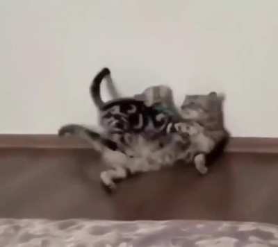 Pounce! 🥰🤣