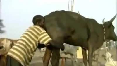 WINST, A man blowing air into a Cow's Vagina