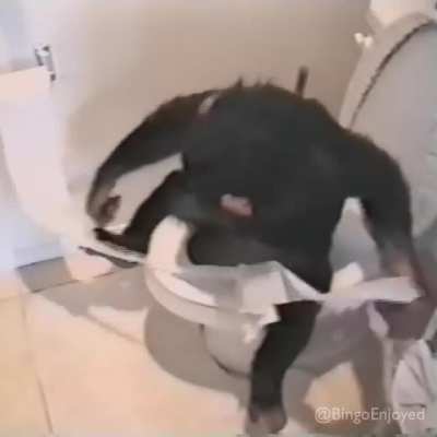 Bruce Willis don't shoot the monke
