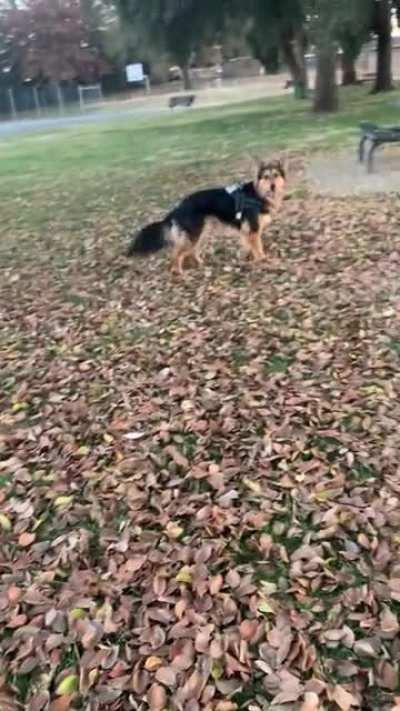 His joy is contagious. Park time is the only time I’m not down in the dumps. This guy makes my life so happy. We rescued each other a year ago.