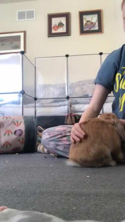 Crouton practicing walking on his back legs!! I’m so proud.