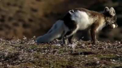 Arctic fox steals egg and deposits an acknowledgement