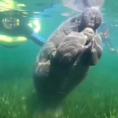 A satisfying scratch.