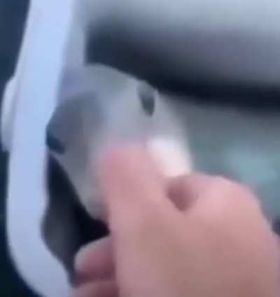 Blursed_Fish