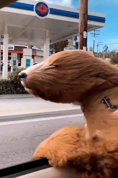 It’s the simple things that make Chewbacca happy...