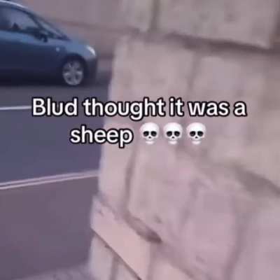 Not a sheep