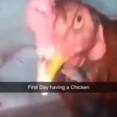 chicken