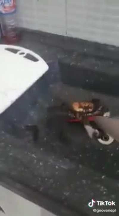 caranguejo guerreiro