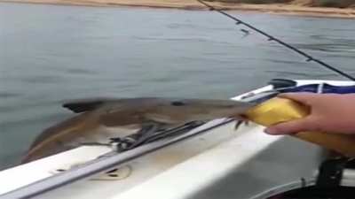 le alcoholic fish