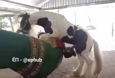 No no bad horsey
