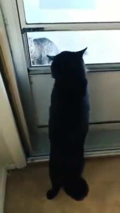 Cat got traumatised