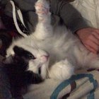 If I stop rubbing his belly he stops making air biscuits
