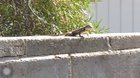 For every upvote, this lizard will do a push-up