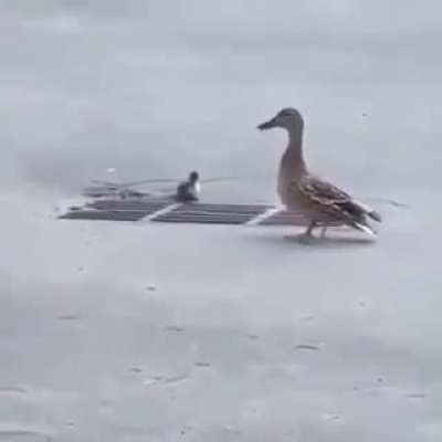 The Ducksss :(