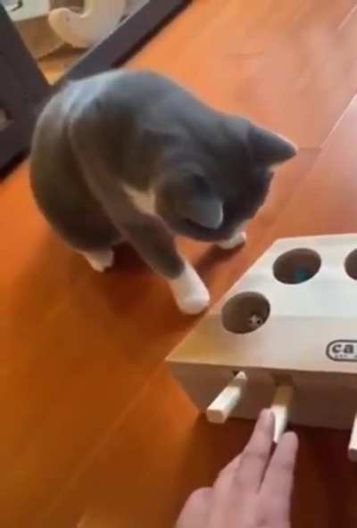 A prank box for cats