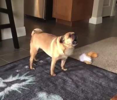 The dog is ok