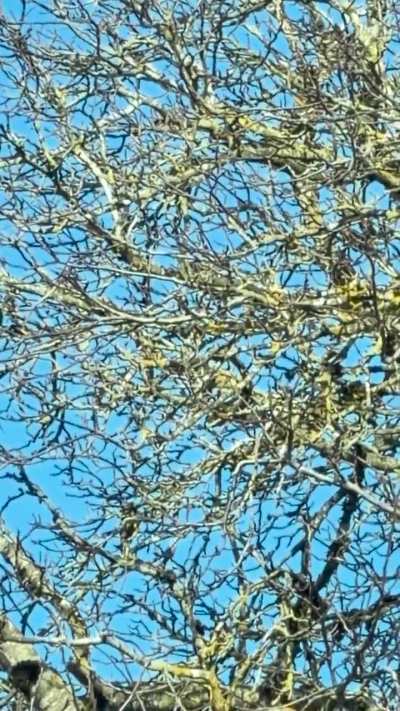 UFO sighting Burnaby BC Canada, February 15, 2020 11 AM