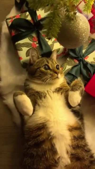 Christmas tree kitty