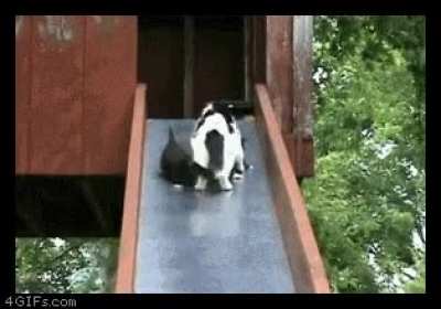 The cat takes great care of her kittens