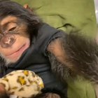 Chimps are ticklish!