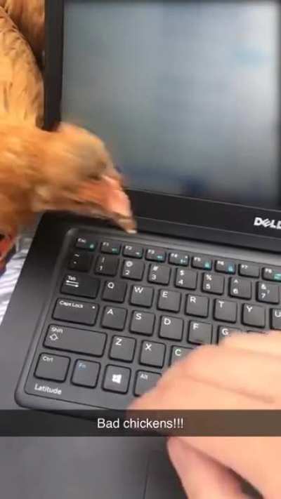 Chickens bullying me while trying to work from home