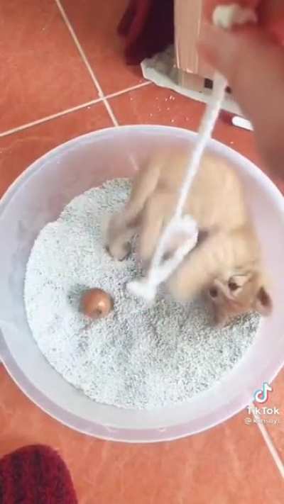 Adopting a stray kitten