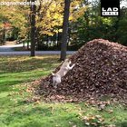 Beyond beleaf