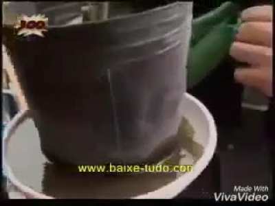 Panico na band levando dengue para a Argentina.