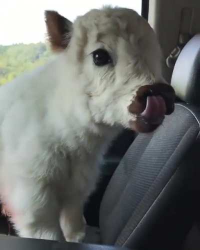 Such a Ver Smol an h*ckin cute Mooing Pupper!