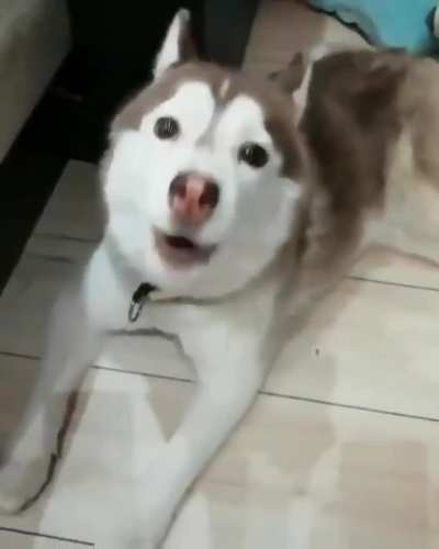 Huskys