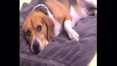 Dog diarrhea .exe