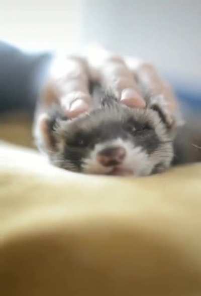 Squishy