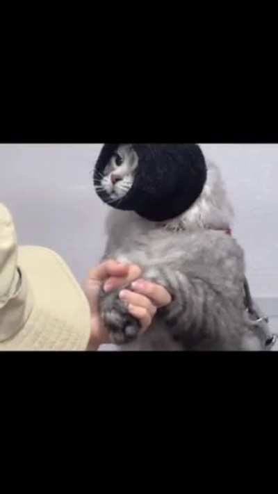 cats has there complains as well