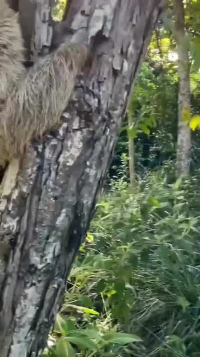 Thanks human..