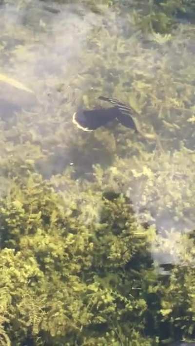 Anhinga looking for lunch. And farting. HP Wilson Roadside Park, Everglades FL. (Peaceful with sound off)